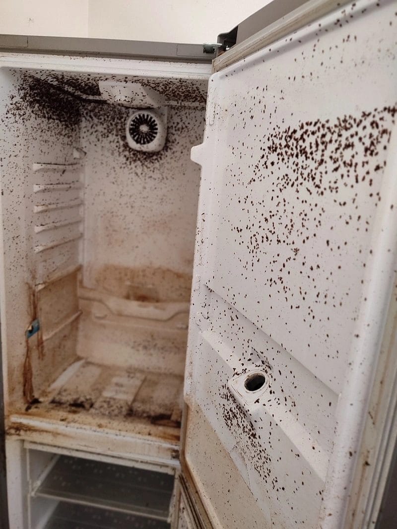 Nettoyage Diogène d'un frigo